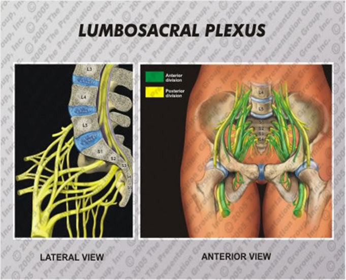 Lumbar Plexus Mri